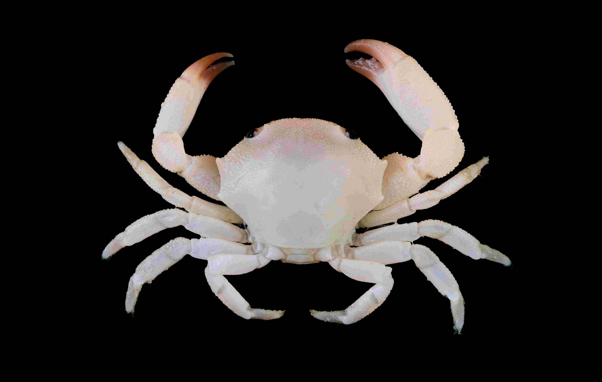 calocarcinus-20habei.jpg