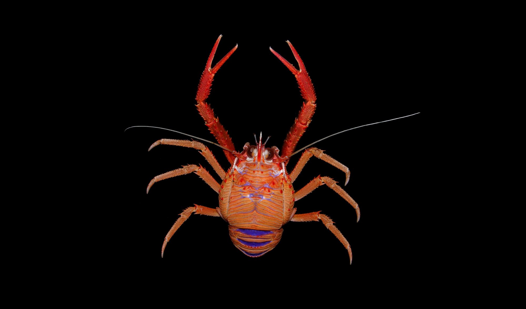 cervimunida-johni-a-spectacular-squat-lobster-from-chile_1809243702_o.jpg