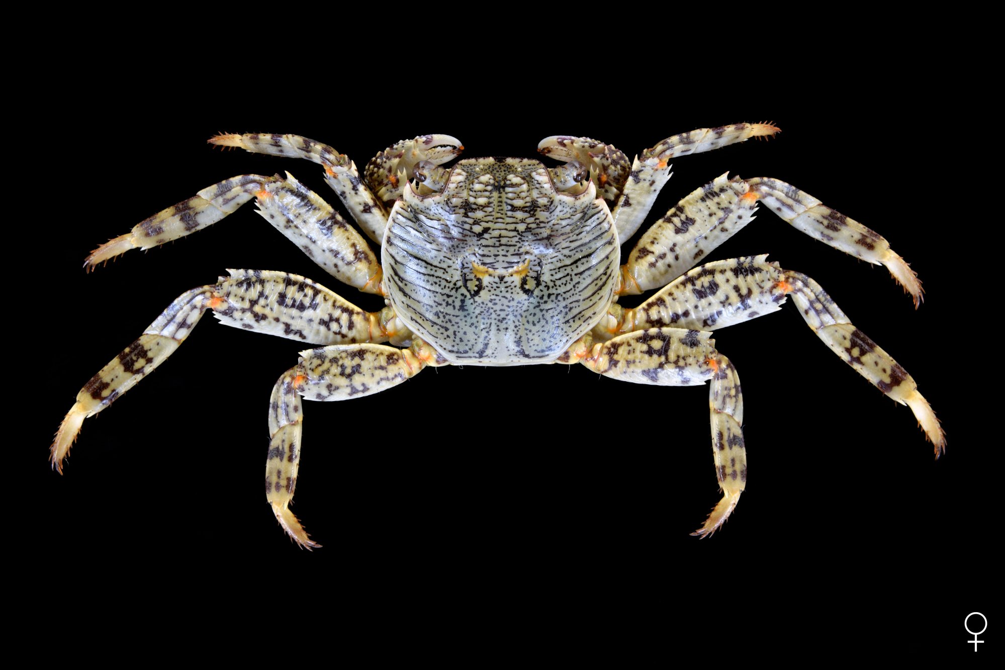 grapsus-20albolineatus_web.jpg