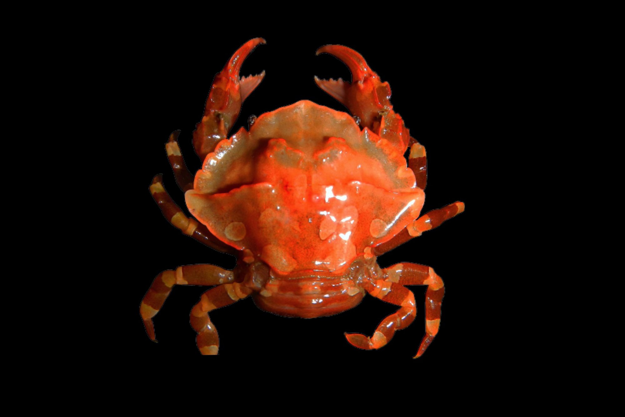 lissocarcinus-20holothuricola.jpg