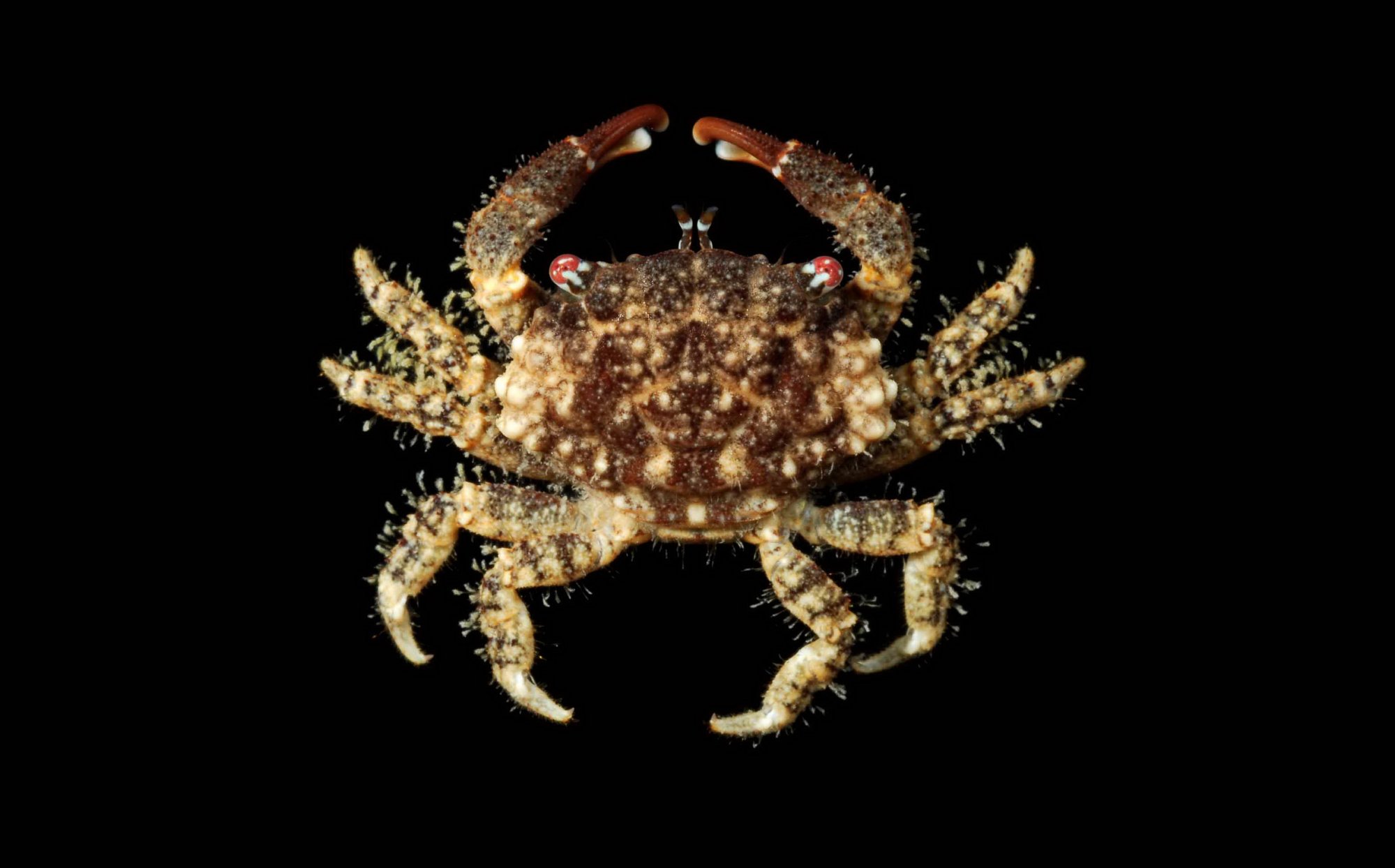 cyclodius-obscurus_ningaloo-2010.jpg