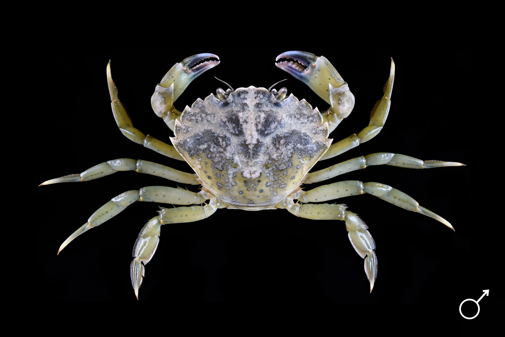 carcinus-20maenas-201-20web.jpg