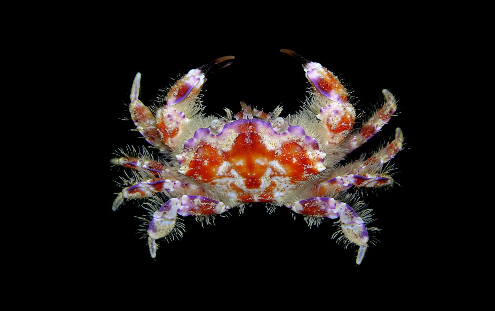 lophozozymus-incisus-one-of-the-most-beautiful-crabs-in-the-world_3438552539_o.jpg