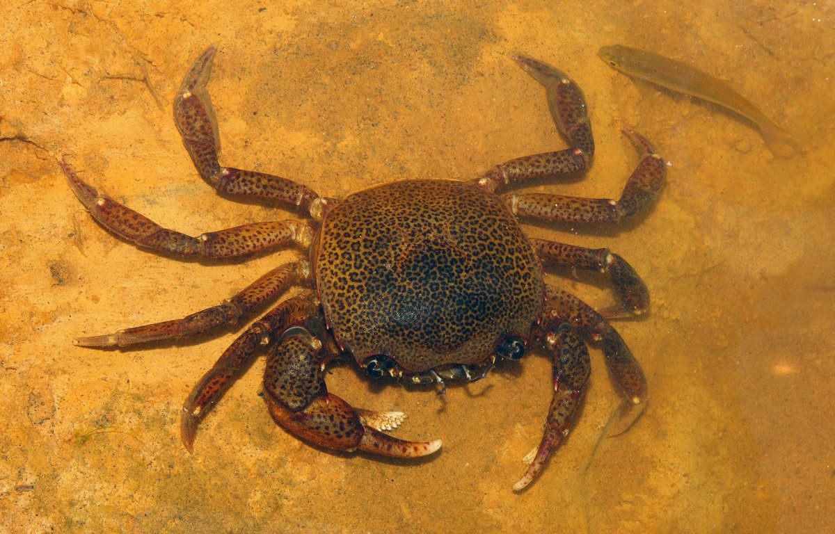 sylviocarcinus-20pictus.jpg