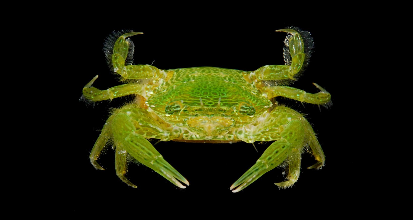 turtle-weed-crab-caphyra-rotundifrons_6803179839_o.jpg