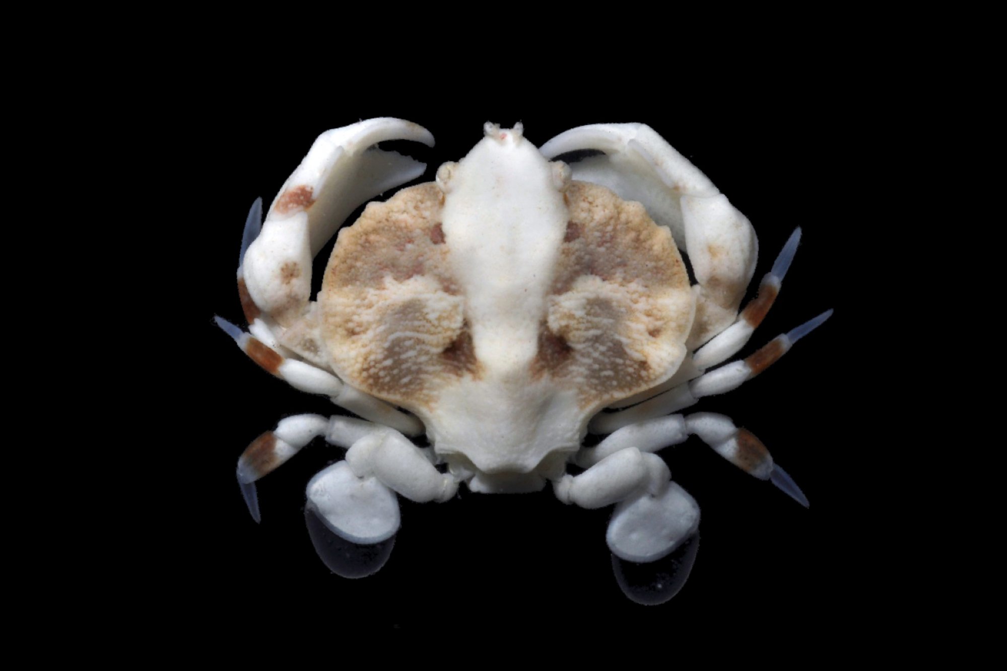 coelocarcinus-20foliatus.jpg