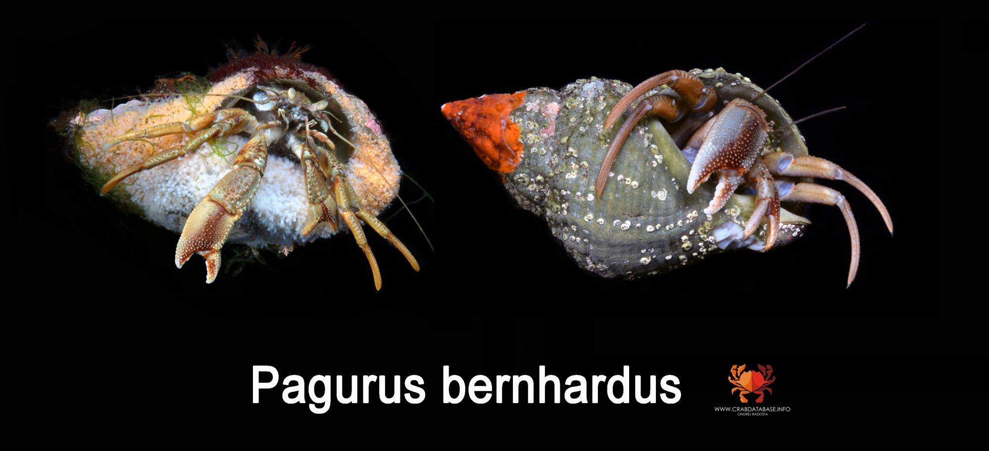 pagurus-20bernhardus.jpg