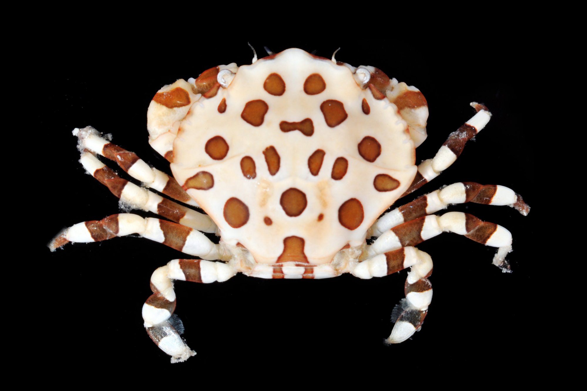 lissocarcinus-20orbicularis-20-2.jpg