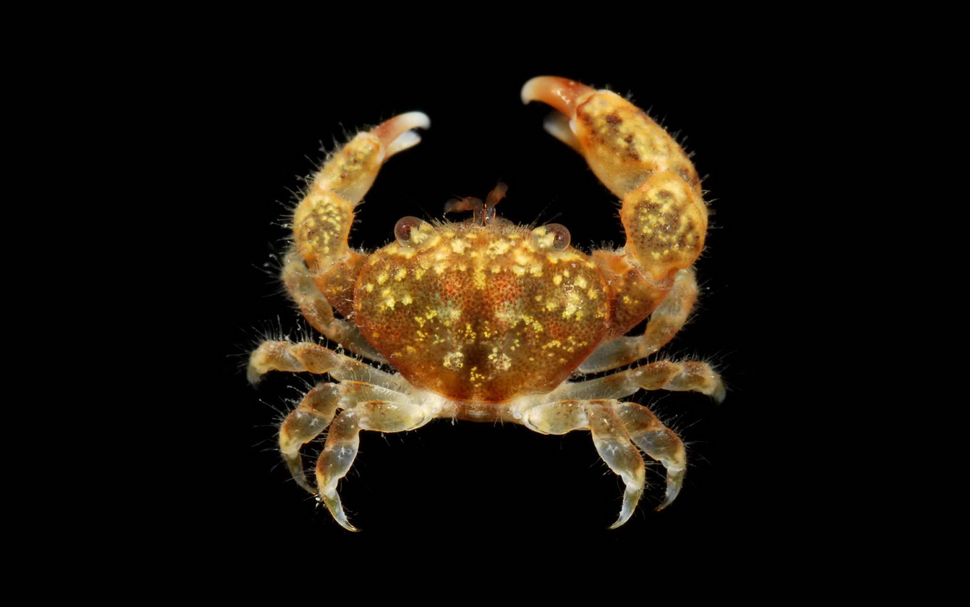 liocarpilodes-integerrimus_ningaloo-2010_ning-0104_6201639967_o.jpg