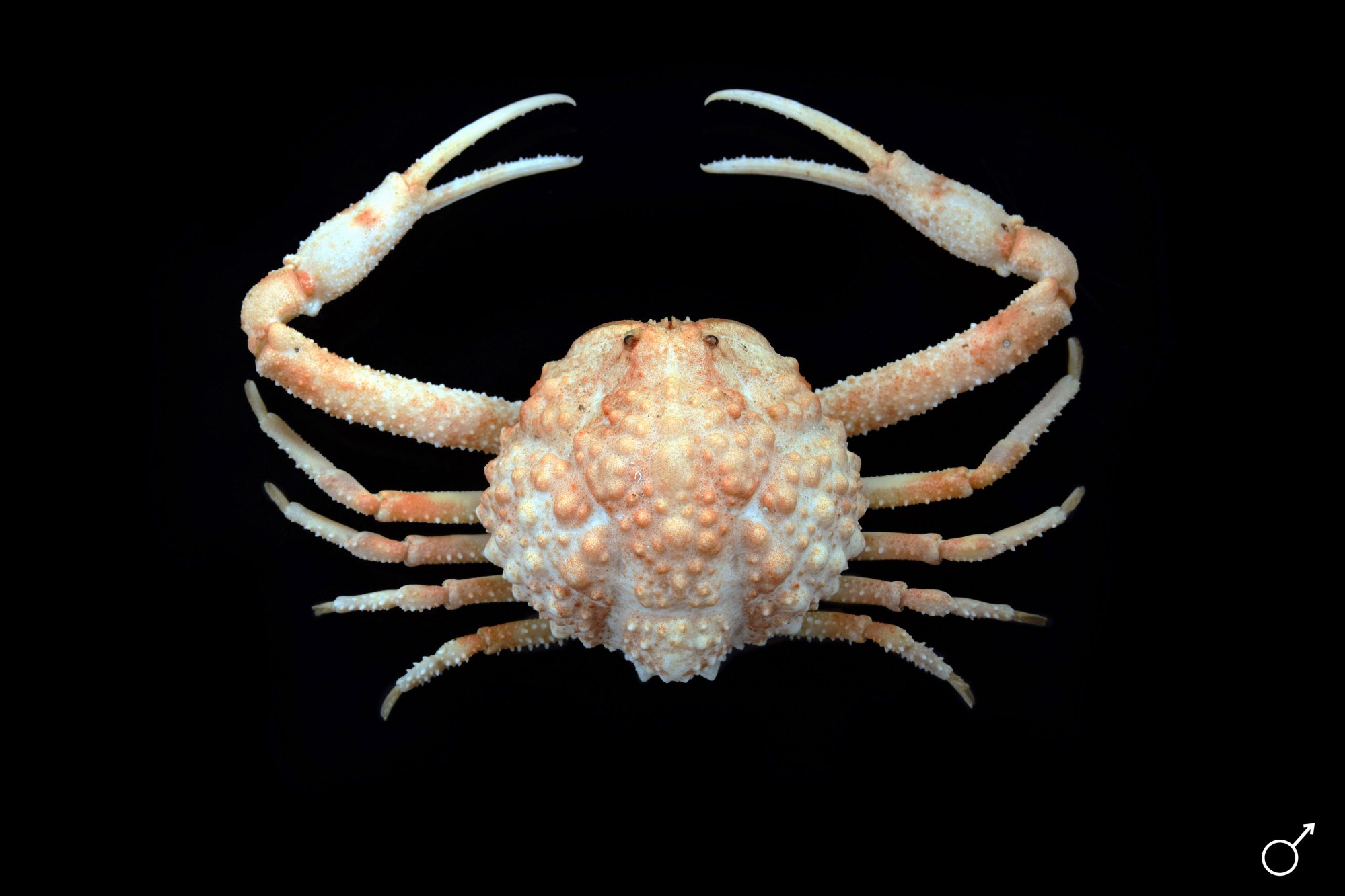 parilia-20tuberculata-20web.jpg