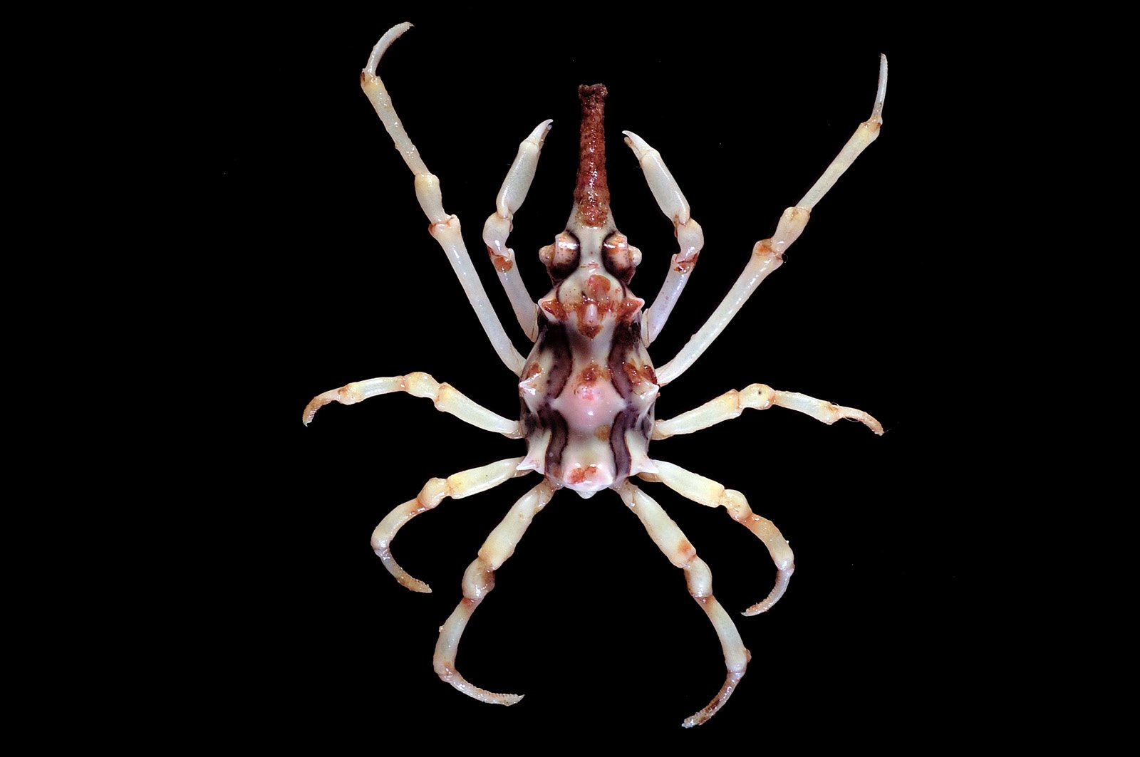 xenocarcinus-20tuberculatus1.jpg