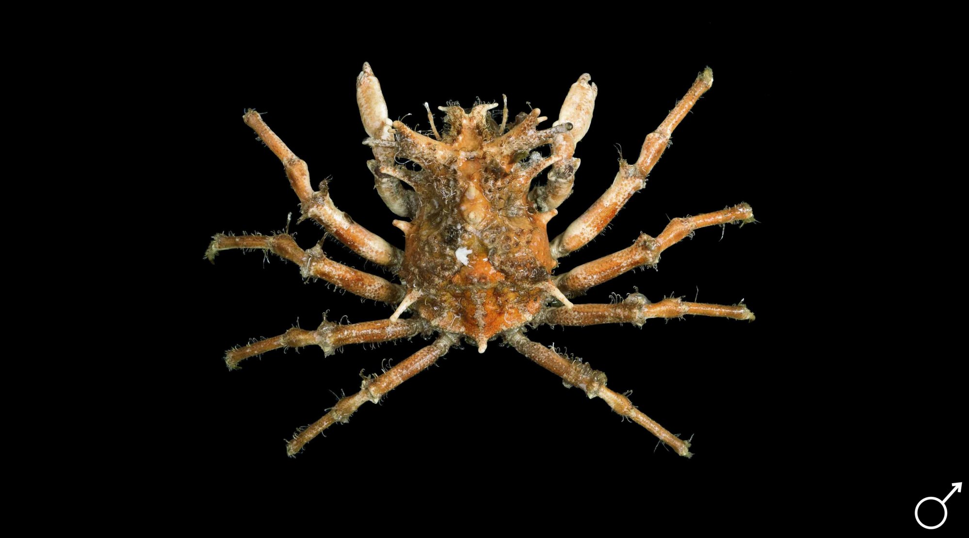 criocarcinus-20superciliosus_website.jpg