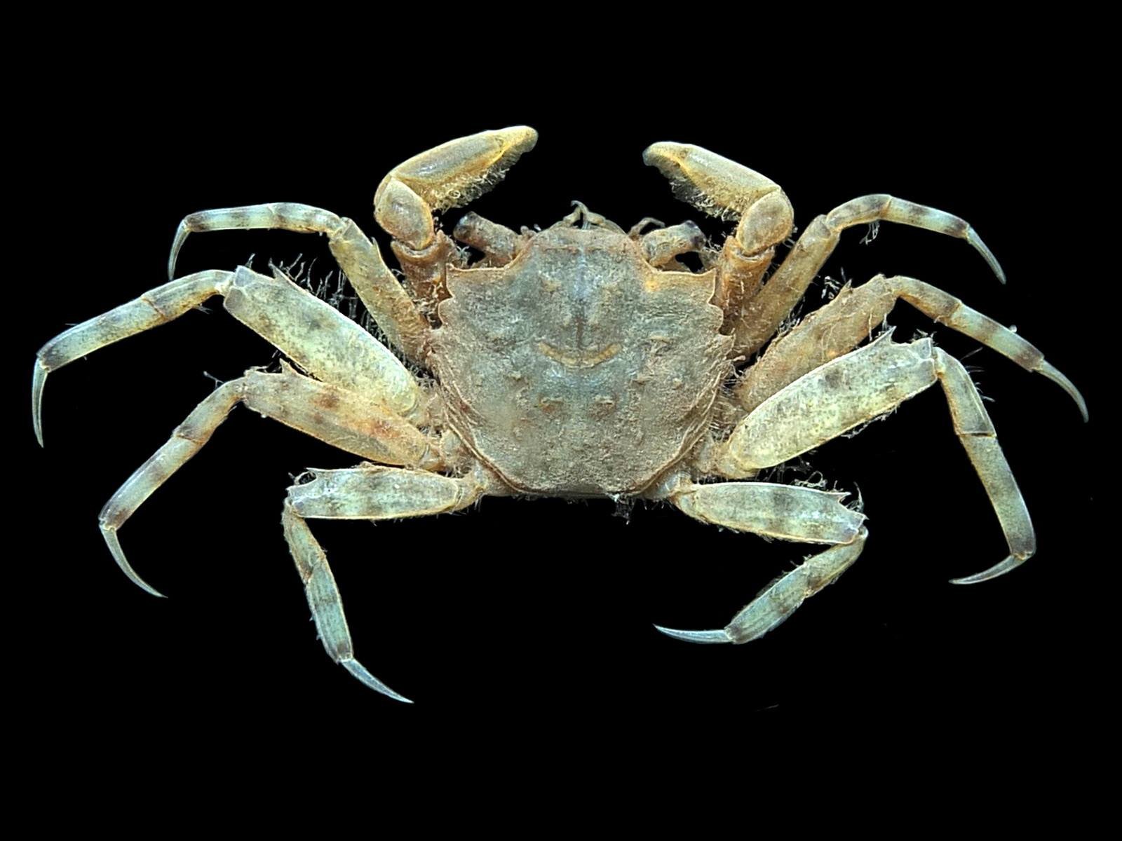 ilyograpsus-20paludicola.jpg