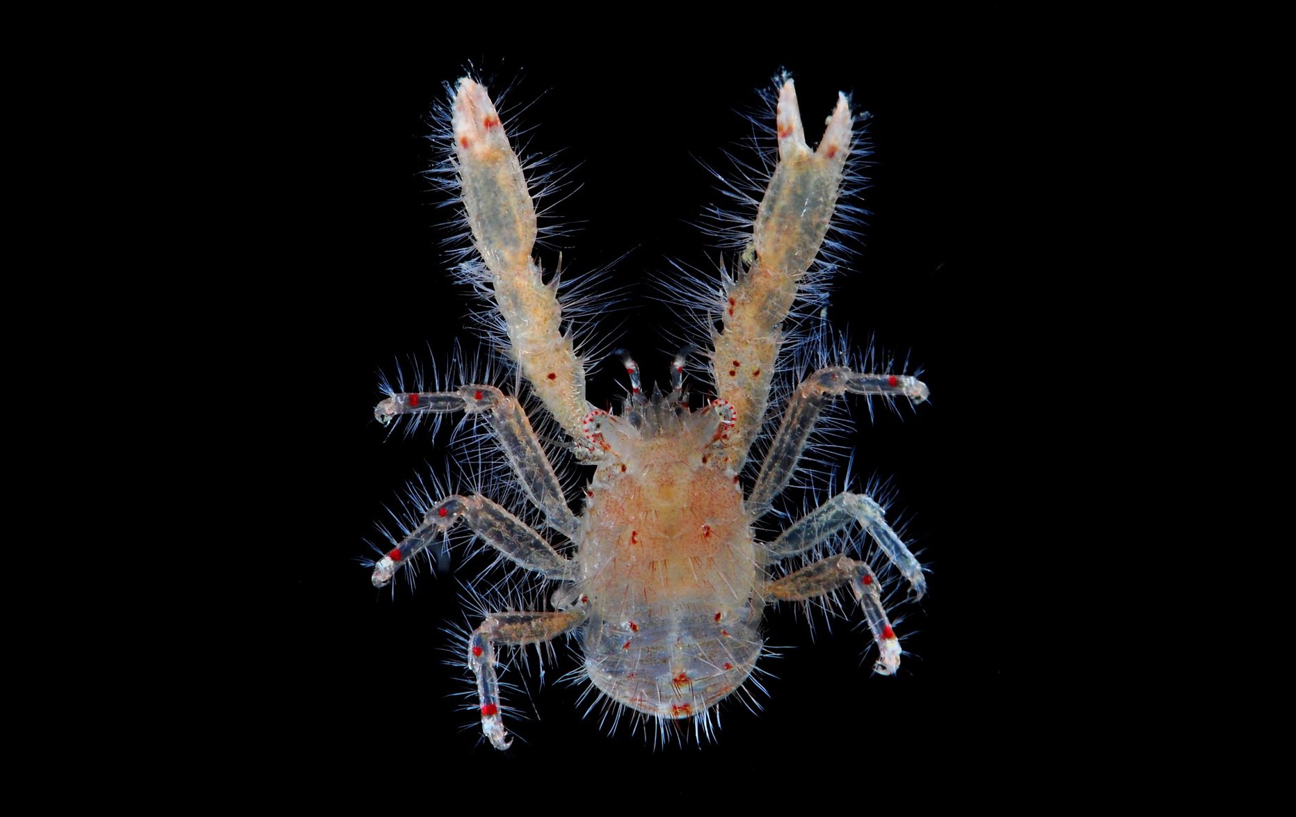 hairy-squat-lobster-lauriea-punctata-bali_7487706744_o.jpg