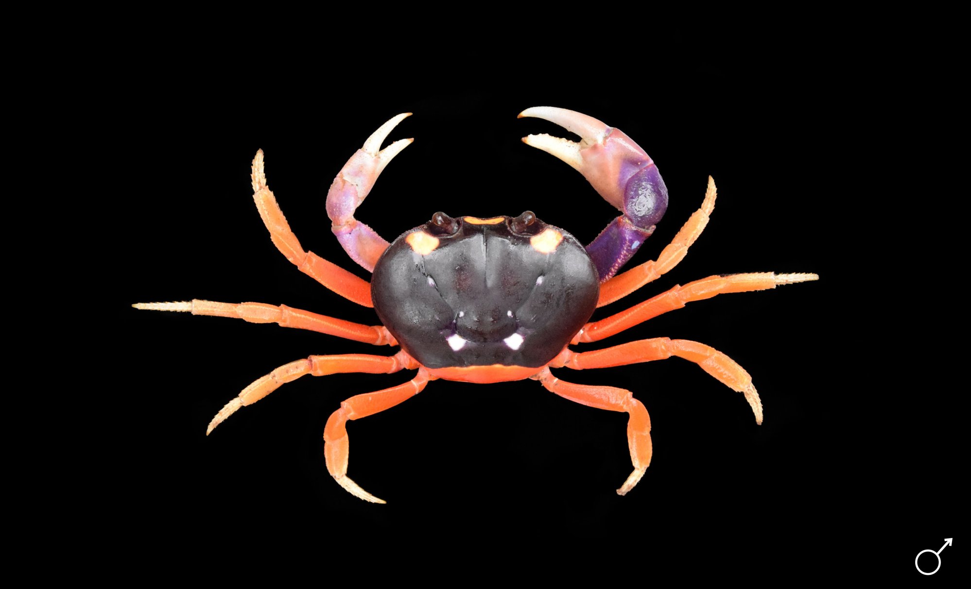 gecarcinus-20quadratus_web.jpg