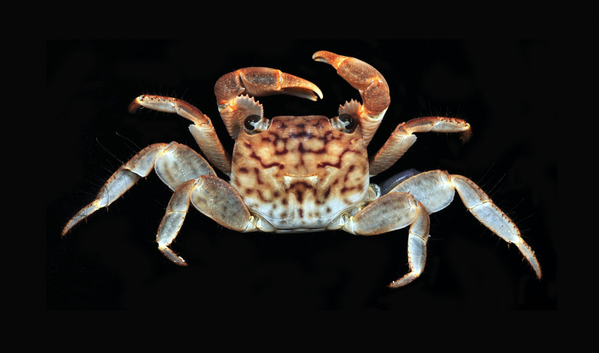 geograpsus-20lividus.jpg