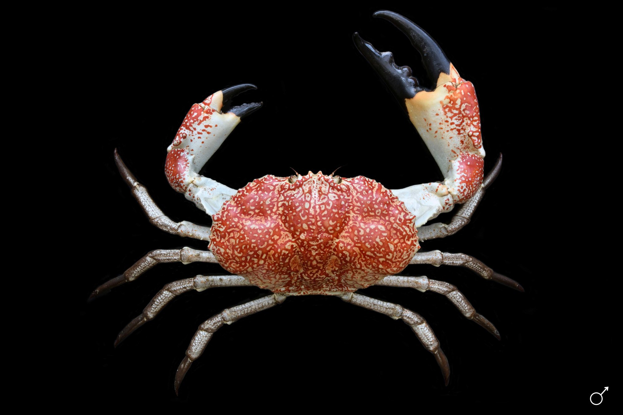 pseudocarcinus-20gigas_web.jpg