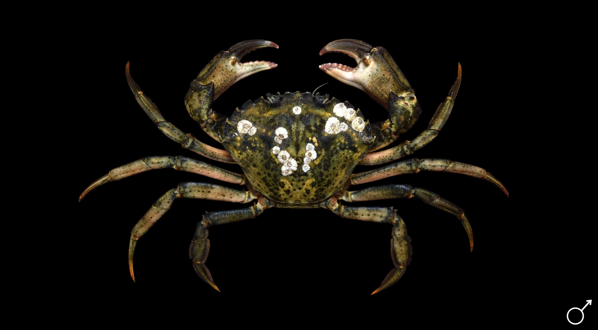 carcinus-20maenas-202_website.jpg