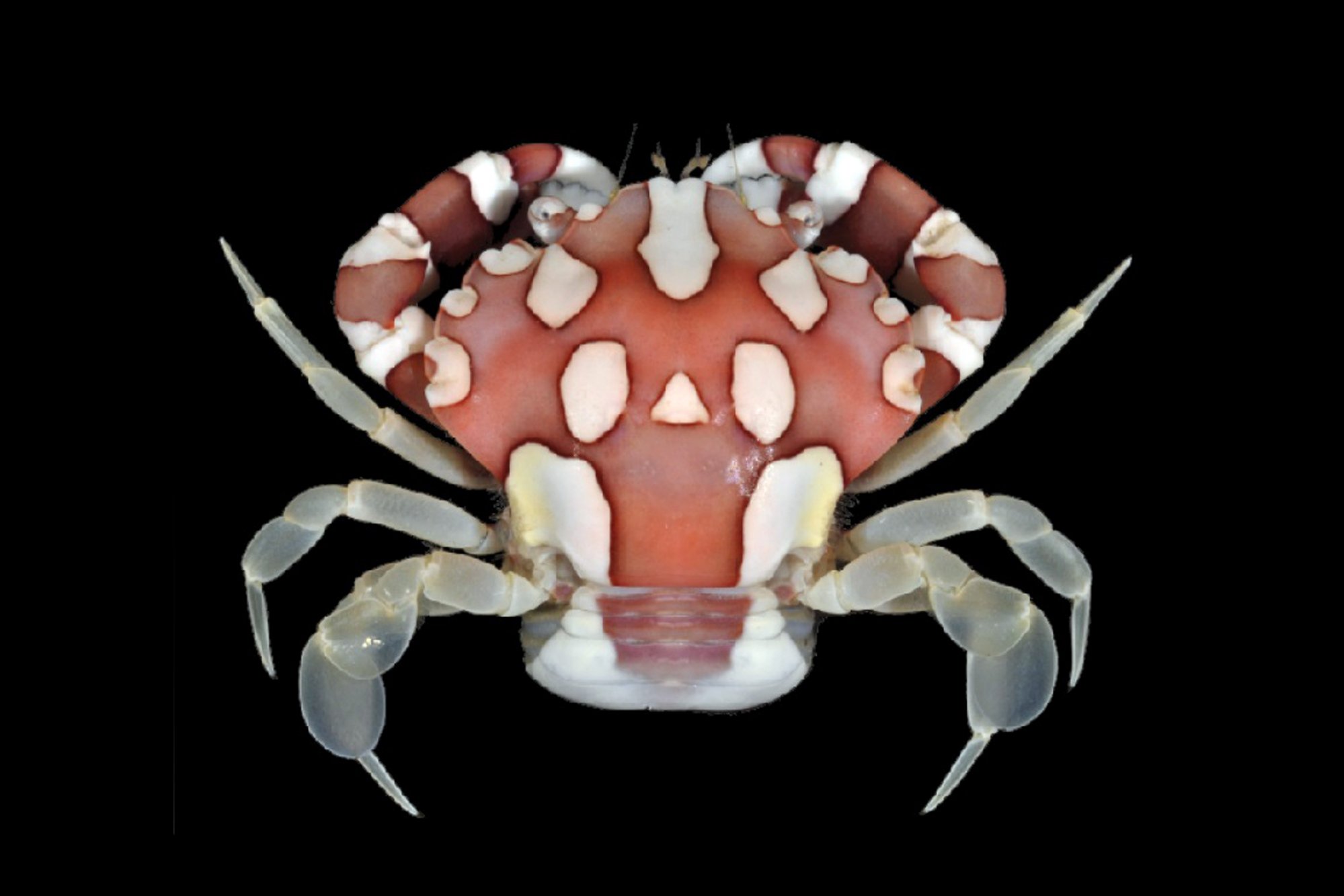 lissocarcinus-20laevis.jpg