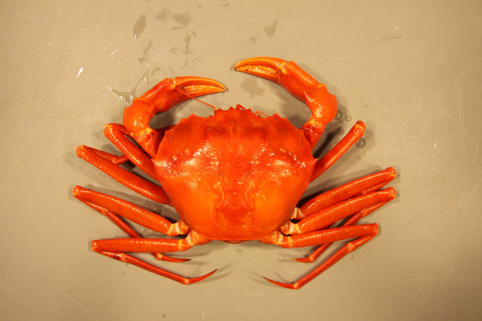 redcrab-20male-20dors.jpg