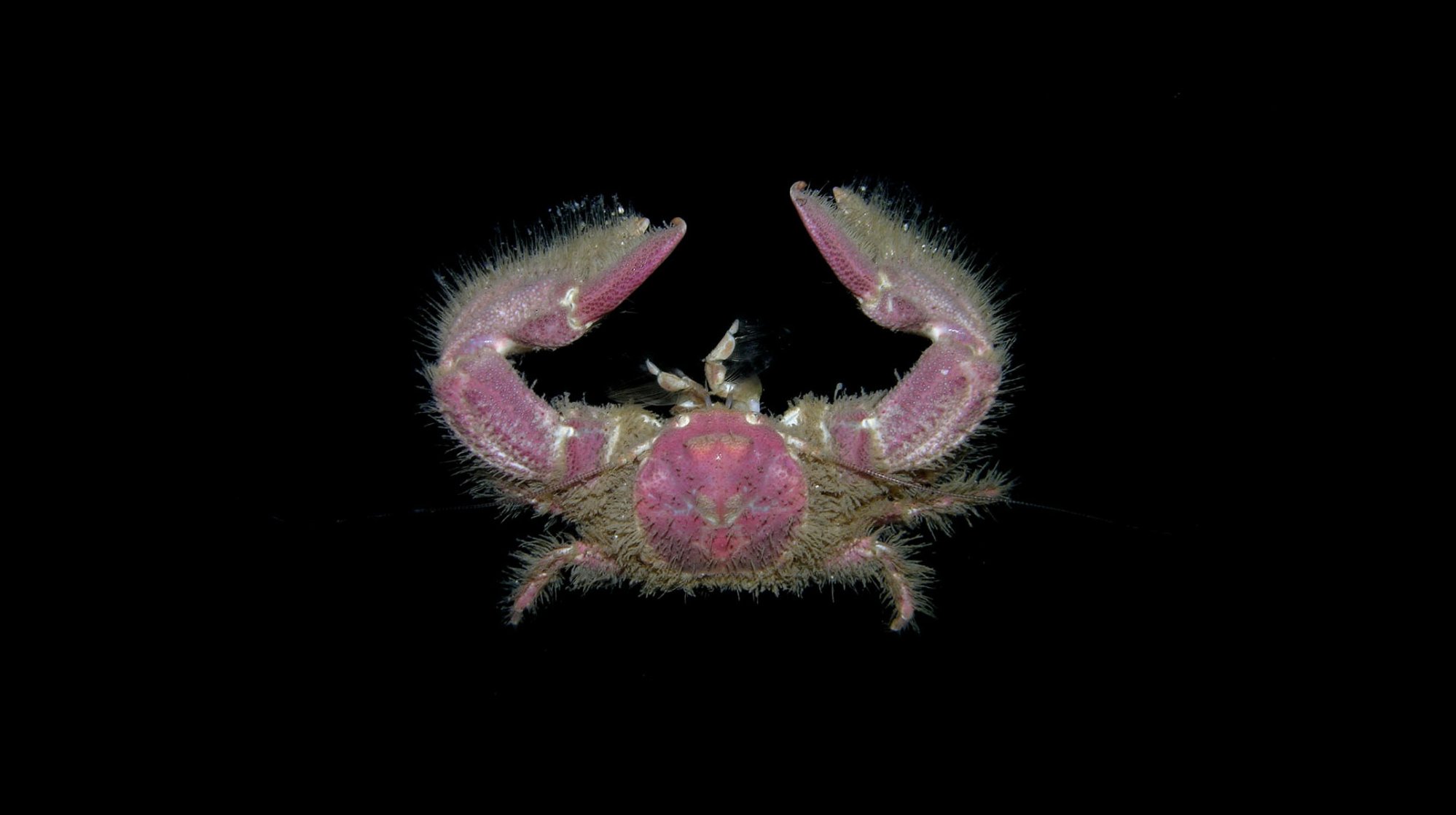 megalobrachium-poeyi-bocas-del-toro-panama_303868661_o.jpg