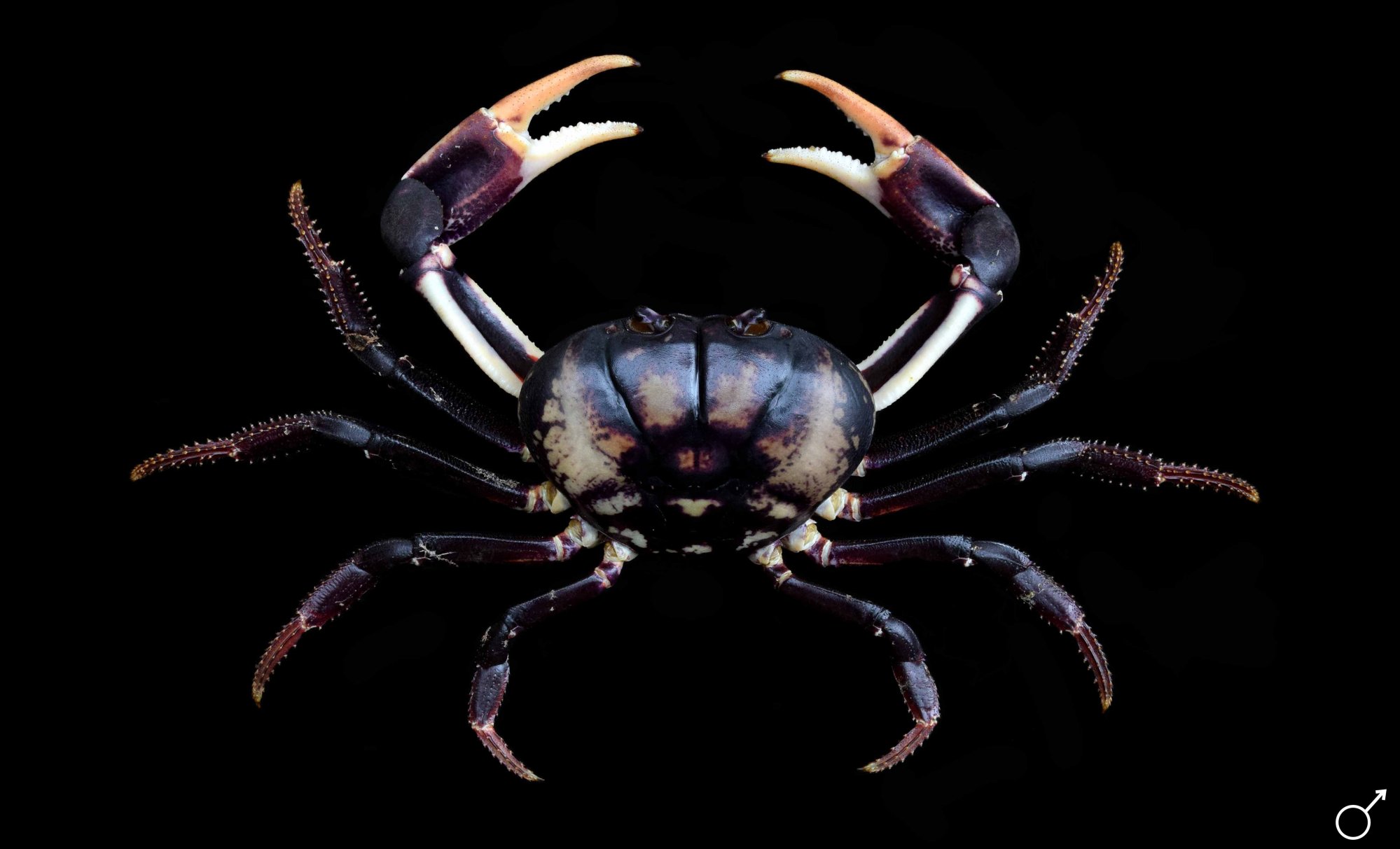 gecarcinus-20ruricola_website.jpg