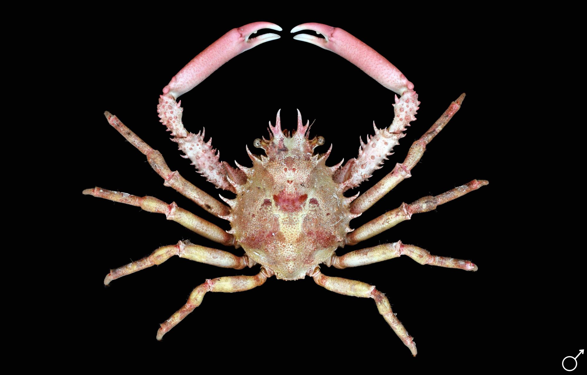 schizophrys-20aspera_website.jpg