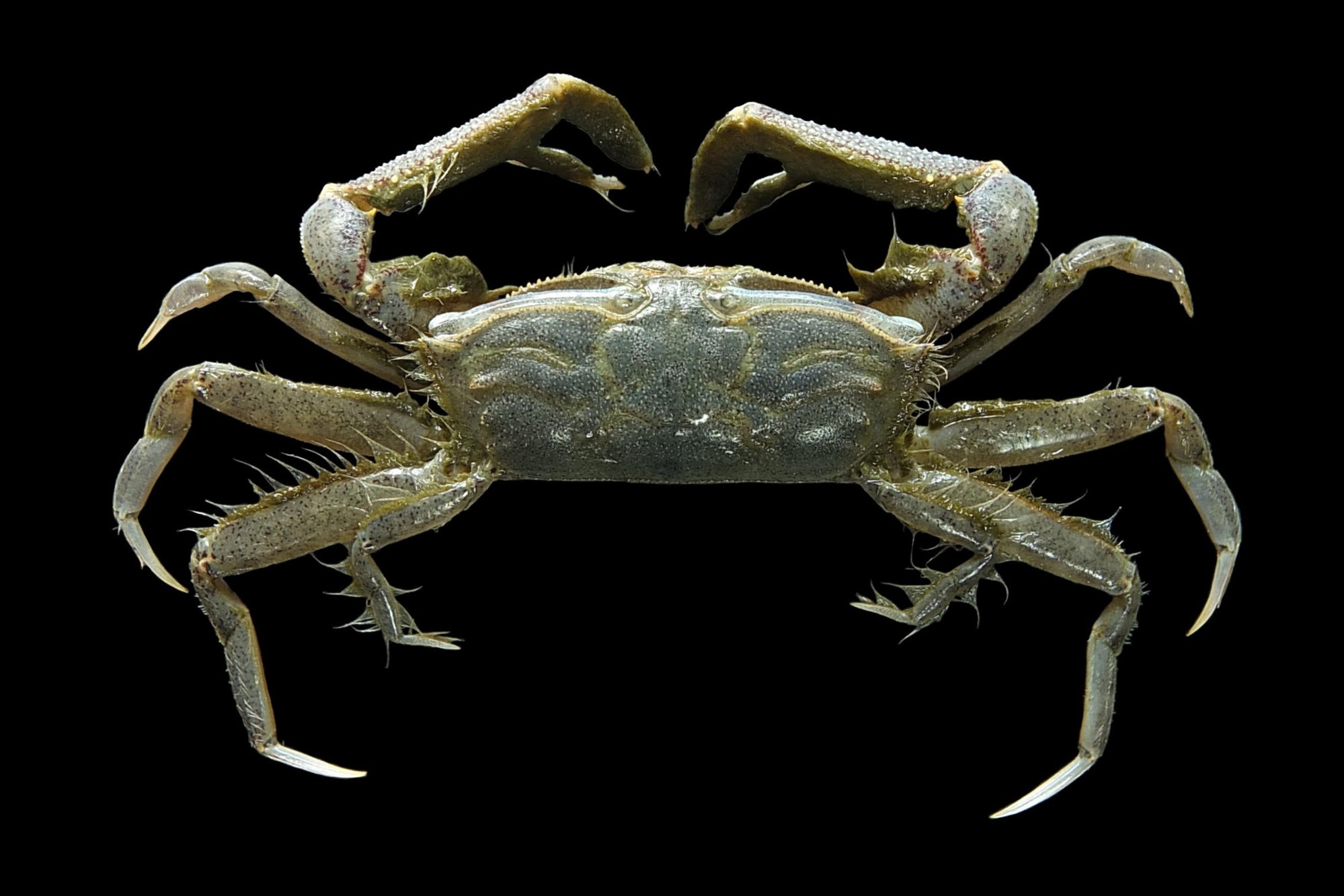 macrophthalmus-20-20malaccensisweb.jpg